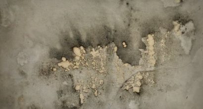 Mold Damage - Testing and Removal